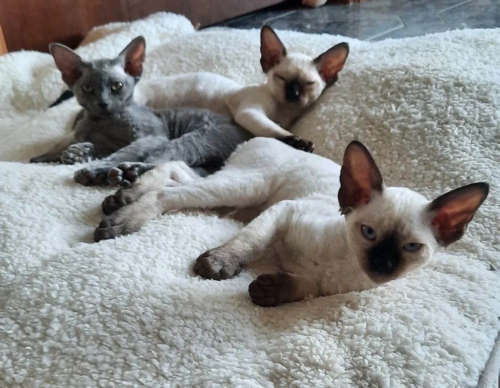 BELLAINDRA DEVON REX kittens on a blanket