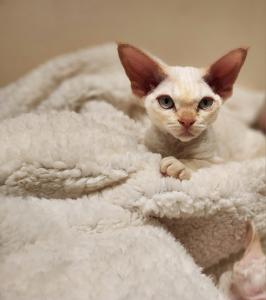 Catticus Devon Rex kitten on a blanket