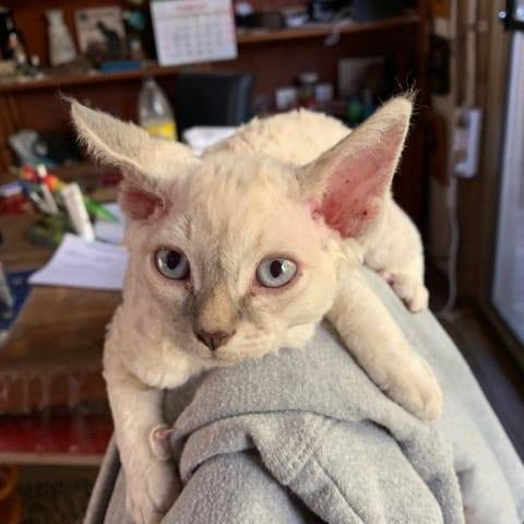 Dexterous DEVON REX Cat