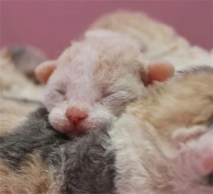 Edapusrex DEVON REX kitten on a blanket