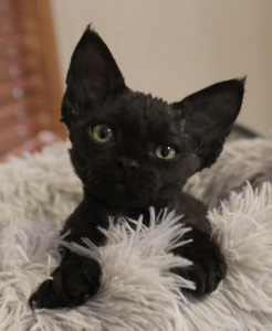 Figaro DEVON REX kitten on a blanket