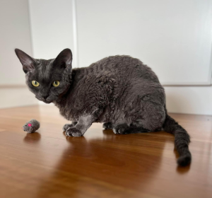 Figaro DEVON REX Cat on the floor