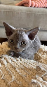 Figaro DEVON REX kitten on a blanket