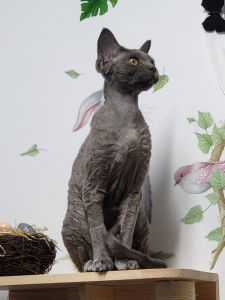 Figaro DEVON REX Cat on a stand