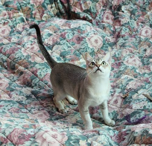 Mangalakatz Singapura Cat on a blanket
