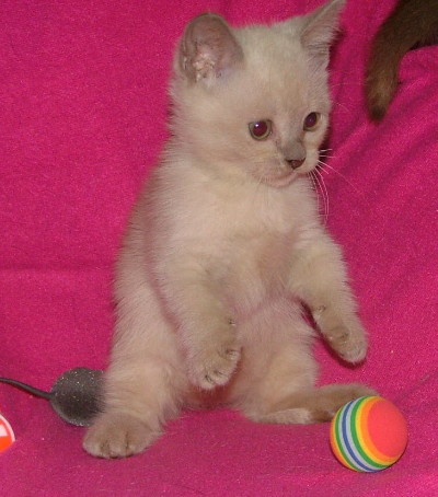 Minnymees Munchkins kitten playing on a blanket