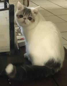 Ragdoll kitten for sale