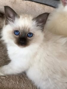 White birman kitten with blue eyes