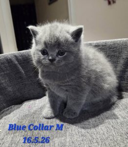 JJ-Kitten