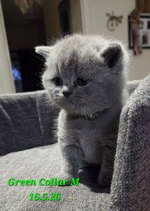 JJ-Kittens