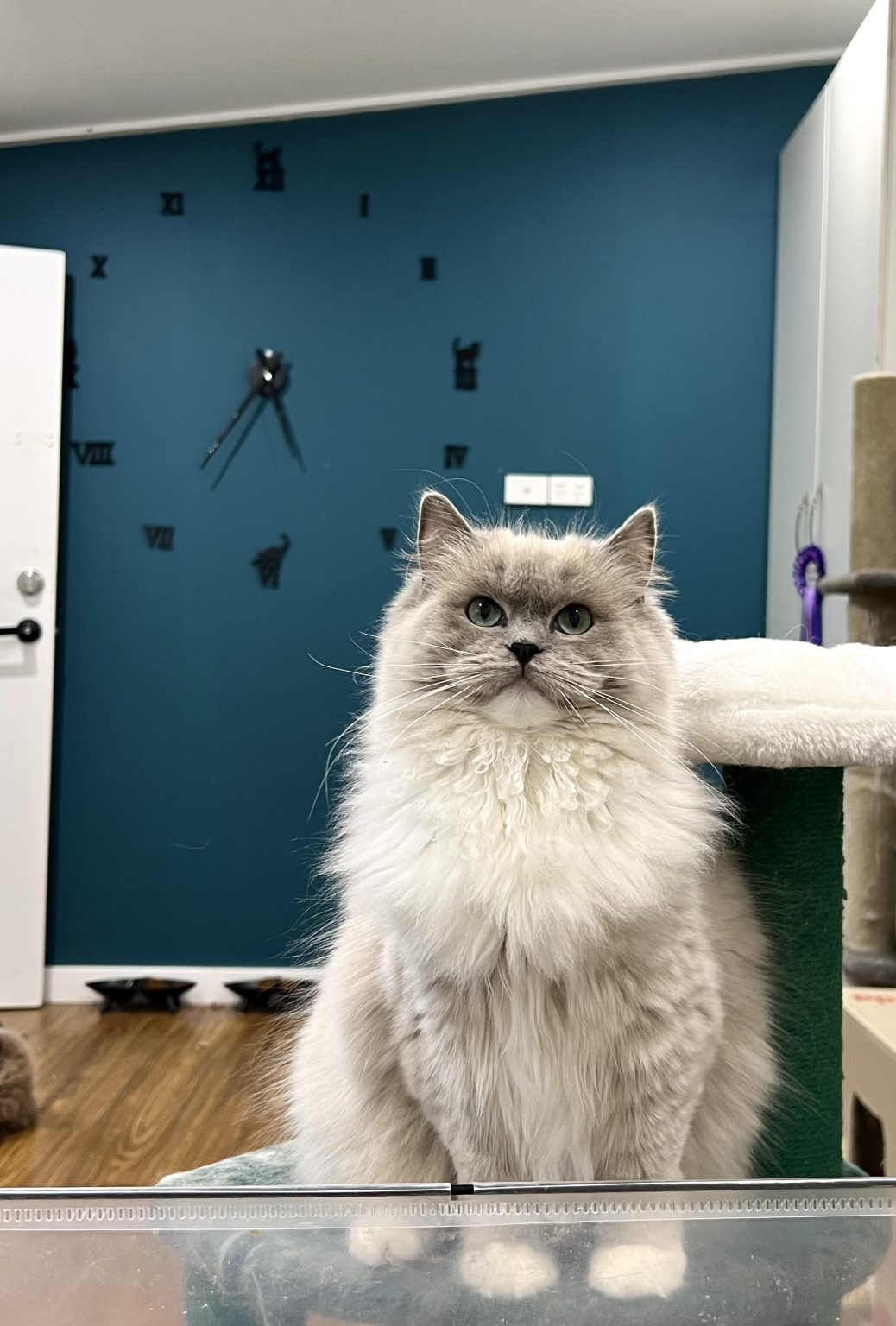 Kittens for Sale in Sydney, NSW Cats of Australia