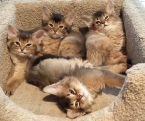 Kittens-@-7.5-weeks