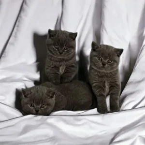3-kittens-white-1