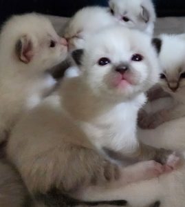 Armani-Mitted-kitten-15-days