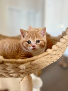 processed-512D663C-5C84-4884-B16A-CE6CCBA65179