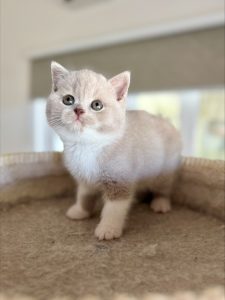 processed-ACDE386E-6BF2-4645-90F2-22E31F82BAAF