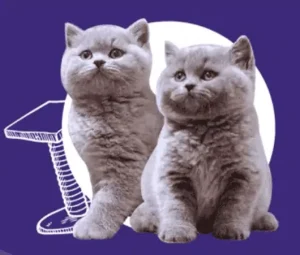 Chloris-Cattery-British-Shorthair-Kittens-for-sale