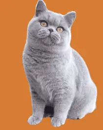 Ancroft-British-Shorthair-Cat
