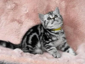 black-silver-british-shorthair-kitten-belantine-1