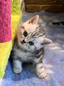 black-silver-british-shorthair-kitten-belantine