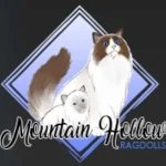 Mountain Hollow Ragdolls registered cat breeder